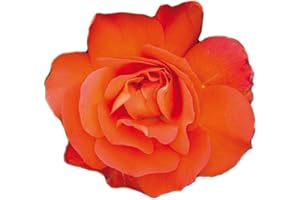 Miss Tango®, rosa viva rifiorente di Rose Barni®, rosa in vaso di effetto massivo, con ricca fioritura di colore arancio intenso, cod. 72065