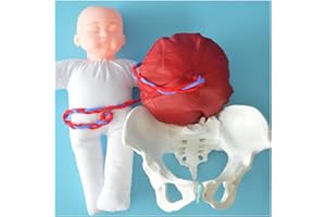 Uziqueif Weibliches knöchernes Beckenmodell, Hebammen Trainingsmodell Geburtsmodell Hüftmodell - Fetal/Nabelschnur/Plazenta Liefermodell Beckenmodell für Studienanzeige Unterrichtsmedizin, White A, L
