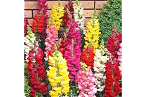HAPPY GREEN SHOP Snapdragon Mix - 6000 Seeds + Plant Tag + Freebie - Antirrhinum majus Maximum