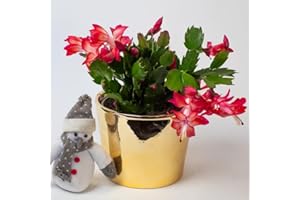 TROPICAL PLANTS UK Christmas Cactus | Schlumberger | Houseplant | 13cm Pot (Red)