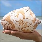 PBDEIOEOE Sea Shells Large Natural Shells, Giant Conches from 12 to 13 cm, Ideal for Weddings, Home Decoration and Shell Coll