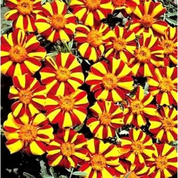 Semi Di Marigold Bolero - Tagetes Patula Nana, Per Aiuole E Vasi - Foto 4