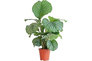 BloomPost Calathea Orbifolia - 55-65 cm Plante d'Intérieur - Plantes d'Intérieur Faciles d'Entretien Pour la Maison et le Bureau - Plante Purificatrice d'Air - Dans le Pot de Culture
