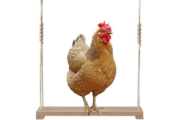 Balançoire pour Poulets, Perchoir Poule 40 x 8 x 5 cm Accessoire Poulailler Jouet pour Poulets Bois Naturel Balançoire de Poulet pour Poulailler