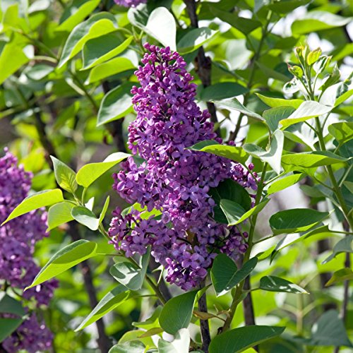 Flieder helllila blühend, 2 Pflanzen - 2