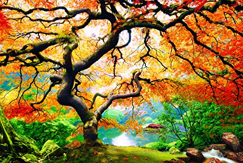 Startoshop, nachtleuchtende Leinwandbild, Wandbild Baum, Ahorn im Herbst 80 cm x 120 cm - 2