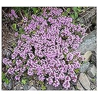 Sand-Thymian - Thymus serpyllum - 4000 Samen