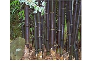 EXOTIC PLANTS Bambusa lako - bambou noir de Timor - 10 graines