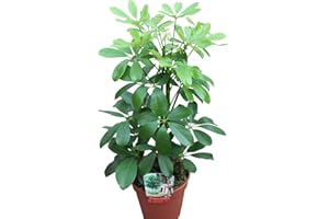 GARDEN MARKET PLACE Indoor Plant -House or Office Plant -Schefflera arborea Nora Green Umbrella Plant 40cms Tall