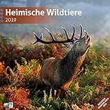 Heimische Wildtiere 2019, Wandkalender / Broschürenkalender im Hochformat (aufgeklappt 30x60 cm) - Kalender mit Monatskalendarium zum Eintragen by