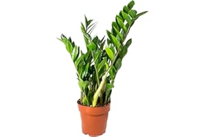 Zamioculcas Zamiifolia Planta Natural de Interior Planza ZZ muy Resistente