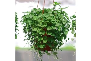 EYSII Dichondra Repens Ground Cover Plant Seeds 50+ Grass Plants Hanging Decorative Garden Plants Water Grass Seeds Easy Aquatic Live Plant