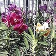 7 ocean Plus Vanda Orchids (Silver, Standard Size)