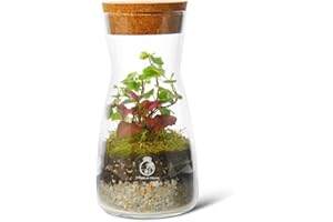 TROPICAL GLASS Complete Bottle Terrarium Kit: Create Your Own Miniature Garden Oasis | Includes Glass Container, PLANTS, Substrates, Cork Lid, Light up Terrarium, DIY Terrarium Kit, Optional LED Light (Standard Lid)