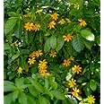 NavaUrja Gardenia Carinata Highly Fragrant Flower Shrub Plant (Golden)