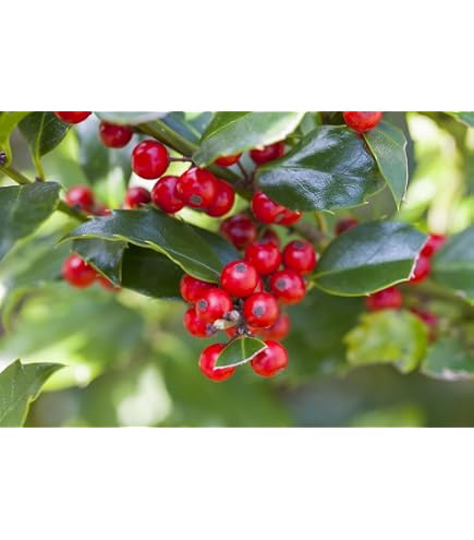 Ilex aquifolium 'Silver Queen' 3040 cm  Winterhart, Immergrn,  Pflegeleicht  Stechpalme  Heckenpflanze fr Garten & Sichtschutz :  Amazon.de: Garten