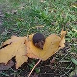Igel, Filzigel, Herbstdeko, Jahreszeitentisch, Herbst
