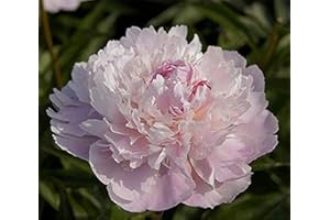 TJYXGS 3 Pièces Bulbes De Pivoine Fleurs Rose Pâle Parfum De Charme Fleur D'arbuste Nain Facile à Planter Rhizomes De Pivoine Fraîche Pour La Plantation De Balcon De Jardin