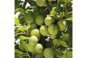 Hardy Plum Fruit Tree ‘Greengage Reine Claude’ Bare Root Plant, Self-Fertile, Highly Attractive to Pollinators, High Yield Ideal for Kitchen Gardens by Thompson & Morgan