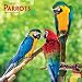 Produktbild Parrots - Papageien 2019 - 18-Monatskalender (Wall-Kalender)