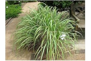 HOT PLANT CO Cymbopogon citratus Lemon Grass (Sent in 9cm pots) (1)