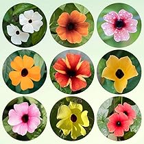 Schwarzäugige Susanne Samen - Winterharte Kletterpflanze 250 Stück