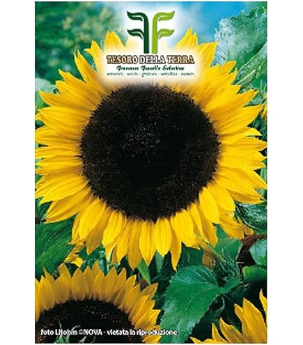 Semi Di Girasole California Wonder - Pacco Da 4g Per Giardino, Fiori Giganti E Facili Da Coltivare