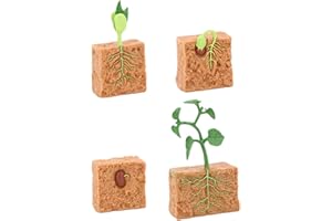 F Fityle Pflanzenwachstumszyklus Modell, Pflanzen Lebenszyklus Mungobohnen Keimung Pflanzenwachstums 4 Stufe Evolution Spielzeug, Wissenschaft und Bildung Kinderspielzeug für Kinder Geschenk