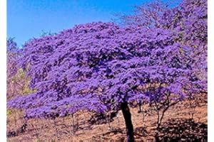 SVI Holywood Lignum Vitae Guaiacum Sanctum, Exotic Hard Wood Rare Seed 25 Seeds