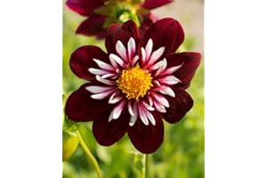 ONLINE GARDEN CENTRE Taylors Bulbs Dahlia Night Butterfly x 1 Tuber