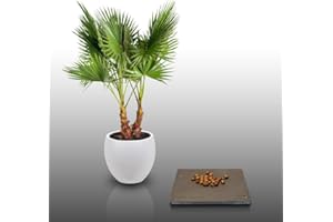 LE GRENIER D'ABONDANCE LES GRAINES QUI DONNENT ENVIE 25 graines à semer - Le Grenier d'Abondance - WASHINGTONIA ROBUSTA - Palmier résistant