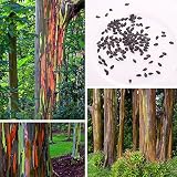 semillas de eucalipto arcoiris Árbol de eucalipto arco iris Deglupta, 50 semillas