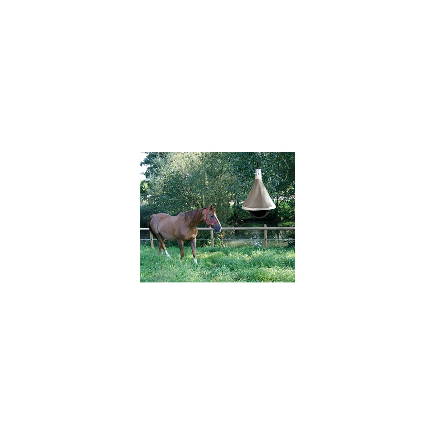 Horse ‘n’ Pony