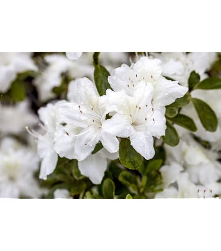 Rhododendron obtusum 'Diamant Rot' 2025 cm  Winterhart, Immergrn,  Pflegeleicht  Azalee  Zierstrauch fr Kbel & Beet : Amazon.de: Garten