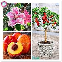 Suchergebnis auf Amazon.de für: Mini-Obstbaum