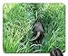 Produktbild Gaming-Mauspads, Mauspad, Dog Sniffing Search Tail Paddy Landscape