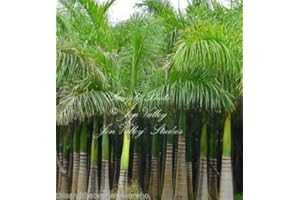 SVI Roystonea Regia Royal Palm Graines New Harvest exotiques Jardinage des plantes tropicales