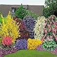 10 X Mixed Mature Garden SHRUBS * Large 2 LTR POTS * Colourful Border 3fatpigs®
