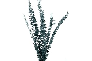 AKOEMXEEO 10 Stück Echt Eukalyptus Getrocknet, ewige Trockenblumen, Getrocknet Blumen Deko, Natürlich Dried Flower Bouquet Trockenblumenstrauß, Schlafzimmer/Badezimmer/Balkon/Wohnzimmer Deko, 40-43cm