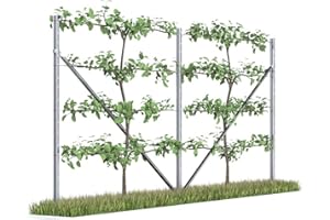 Kiwiri Ranki™ - Enrejado para plantas trepadoras, enrejado estándar de plantación para vino, kiwi, kiwi, rosas, clemátides, frutas enrejadas (2 campos (4 metros))