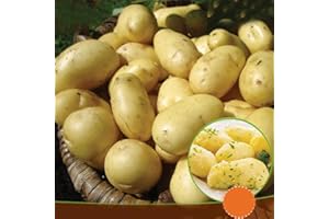 SCHONE PRODUCTS (UK) 10 x Seed Potatoes Charlotte- Enjoy Delicious Salads - Great to Grow in Your Beautiful Garden - RHS Award of Garden Merit