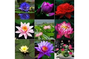 HIBORTH Graines de Fleur de Lotus en Bol – 10 Graines de Lotus Colorées pour Culture en Eau, Jardin, Bassin et Décoration d’Intérieur (Mixcolor)