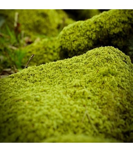 Perla De Musgo Irlandés (Sagina Subulata) – 2.000 Semillas A Granel Para Jardín, Césped Alternativo O Rocalla (Seed Jet)