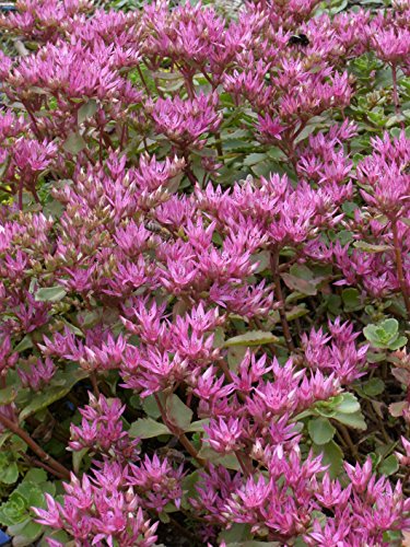Sedum spurium Purpurteppich, 100 Pflanzen - 2