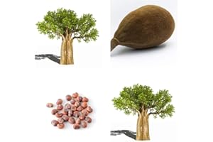 TROPICAL-SEEDS Affenbrotbaum (Afrikanischer) -Adansonia digitata - Baobab Frucht -10 Samen