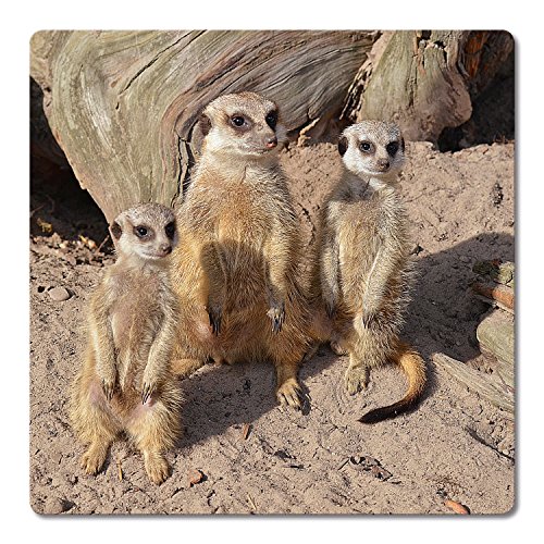 Addies Glas-Untersetzer 6-tlg.Set bedruckt Motiv „ERDMÄNNCHEN“ Komplett-Set in hochwertiger Klarsicht-Geschenkbox und Korkrückseite, Tier-Motiv - 6