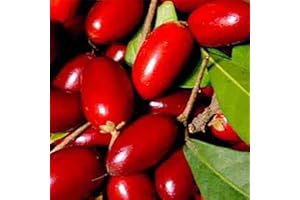 Haloppe 20 Stück Miracle Berry Fruit Seeds für die Bepflanzung des Hausgartens, Berry Seed Fresh Miracle Fruit Seeds für den Garten Samen