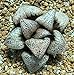 Produktbild FARMERLY 4609 Haworthia Splendens 'MAI' GM447 4 cm Topf by