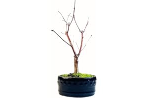 BONSAI LT Bonsaï érable Japonais - Acer (Érable) bonsaï Arbres/Érables Japonais/Arbre Mesure 25-30 cm de Hauteur (Deshojo P12)