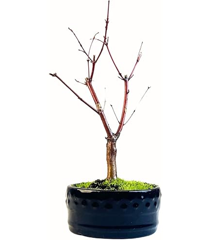 Radis Et Capucine - Kits De Jardinage Fabrique De Styles